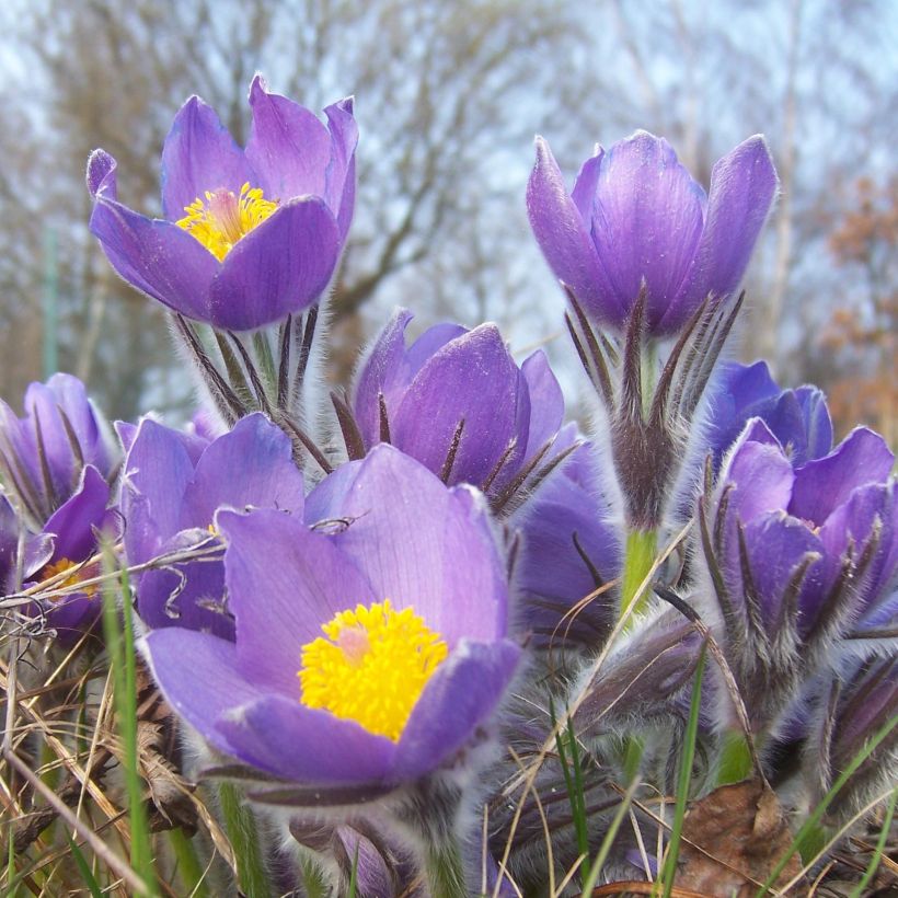 Hämeenkylmänkukka - Pulsatilla patens (Kukinta)