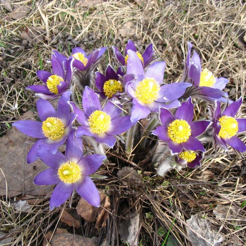 Hämeenkylmänkukka - Pulsatilla patens (Kasvutapa)