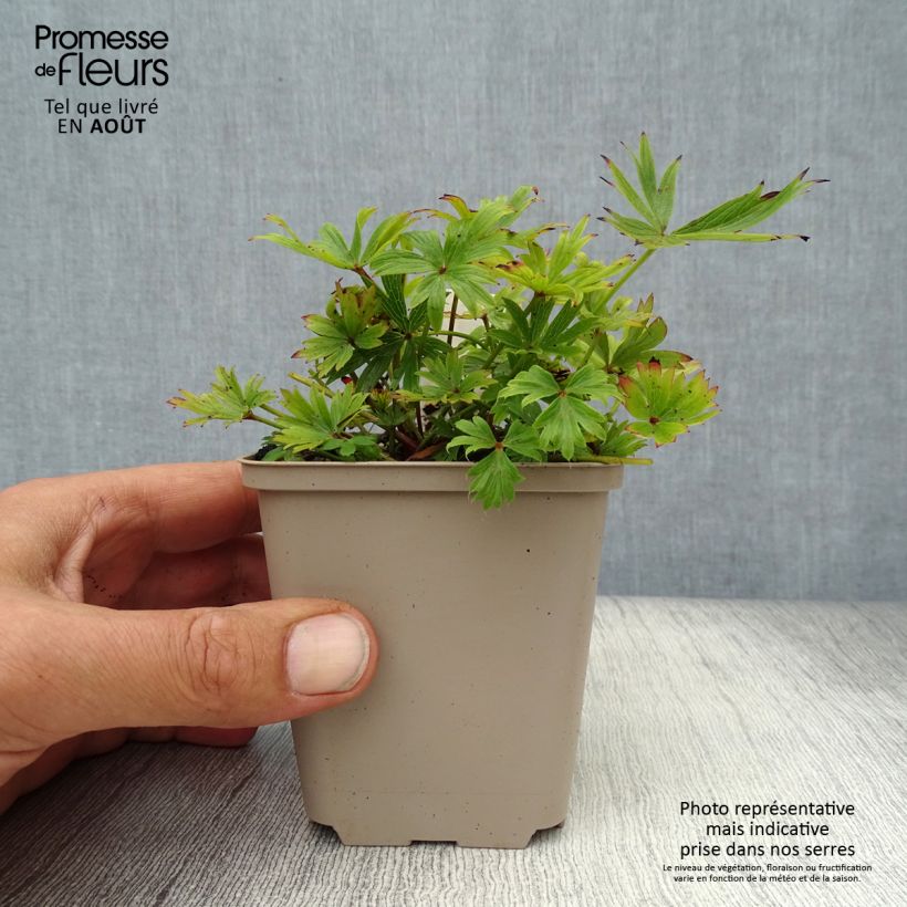Esimerkki kesällä toimitetusta Hämeenkylmänkukka - Pulsatilla patens Godet de 8/9 cm-taimesta