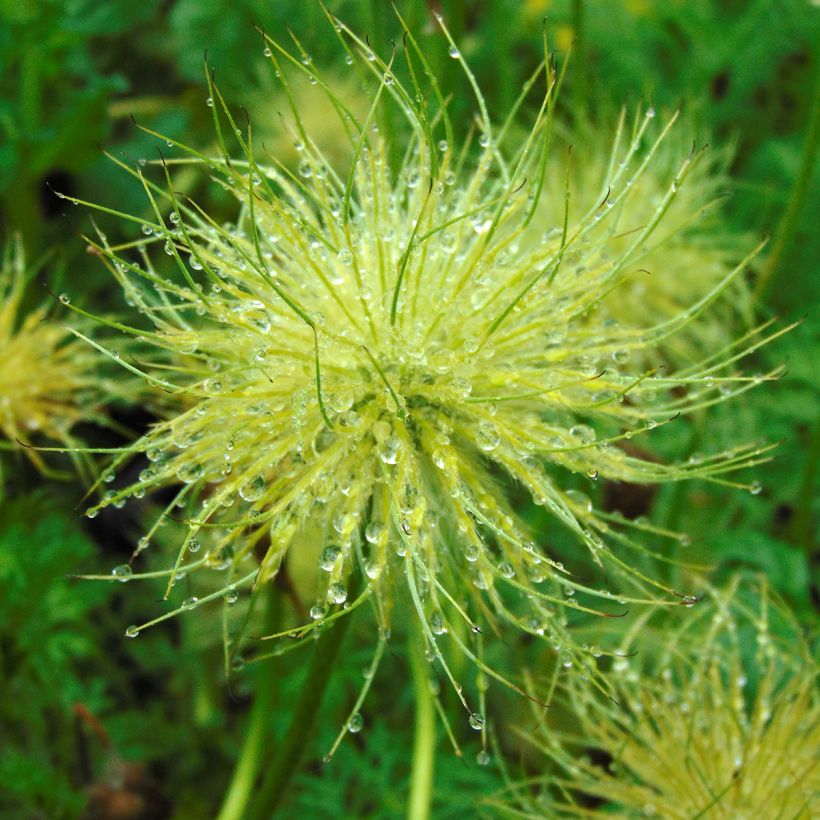 Kylmänkukka Alba (Sadonkorjuu)