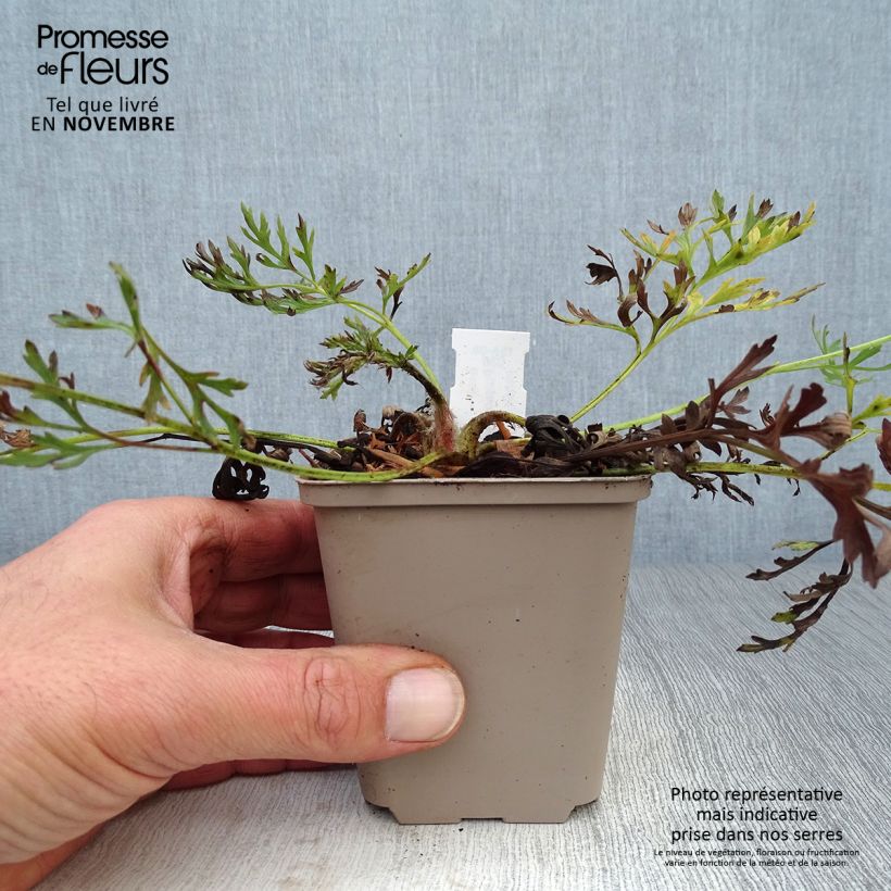 Esimerkki syksyllä toimitetusta Kylmänkukka Papageno 8/9 cm taimiruukku-taimesta