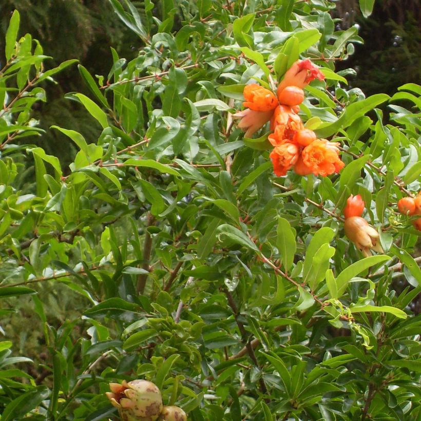 Granaattiomena Maxima Rubra (Lehvistö)