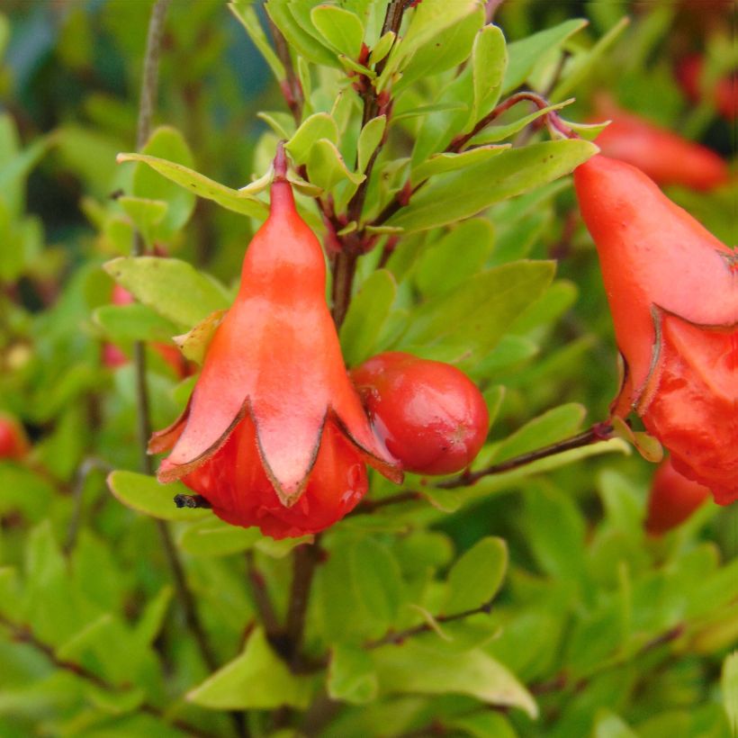 Granaattiomena Nana (Kukinta)