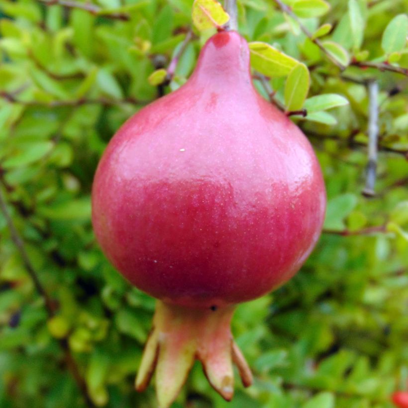 Granaattiomena Nana (Sadonkorjuu)