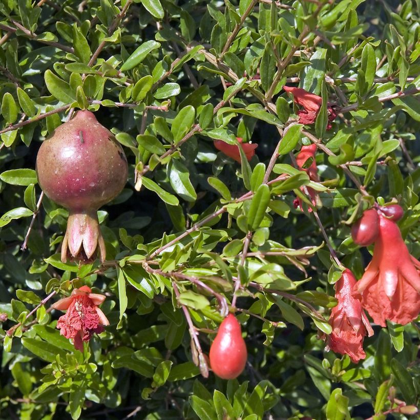 Granaattiomena Nana (Lehvistö)