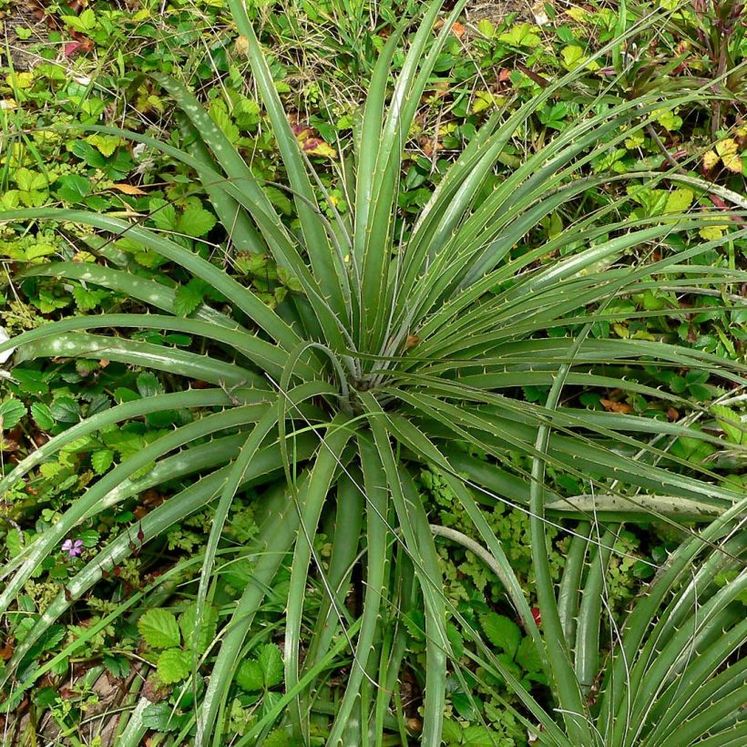 Puya alpestris (Lehvistö)