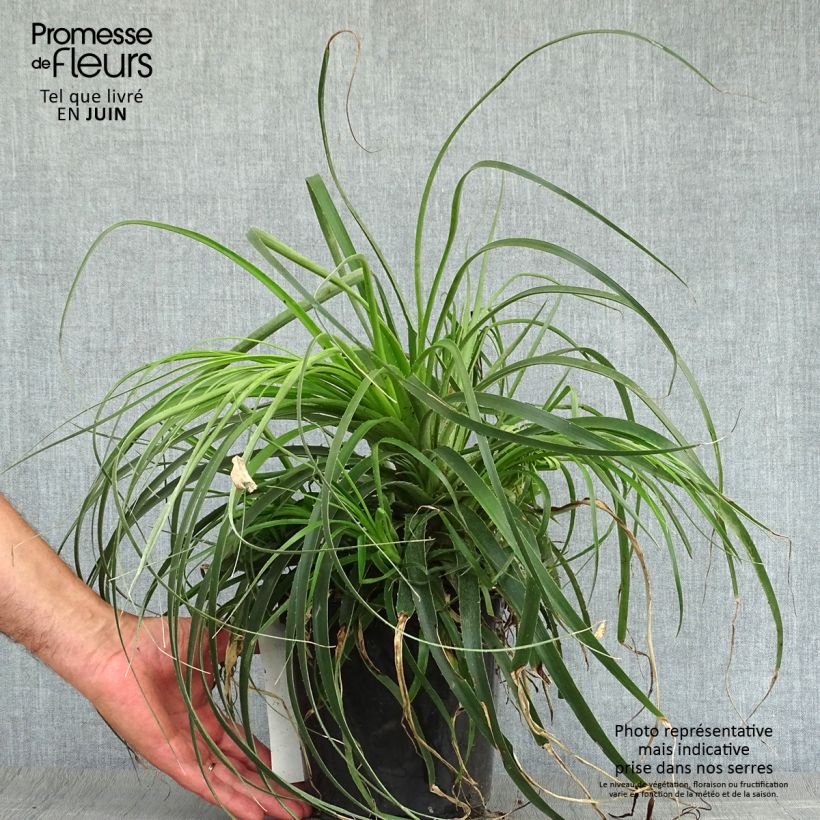 Esimerkki kesällä toimitetusta Puya alpestris Pot de 2L/3L-taimesta