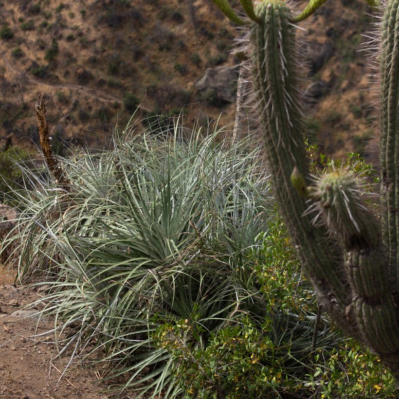 Puya alpestris (Kasvutapa)