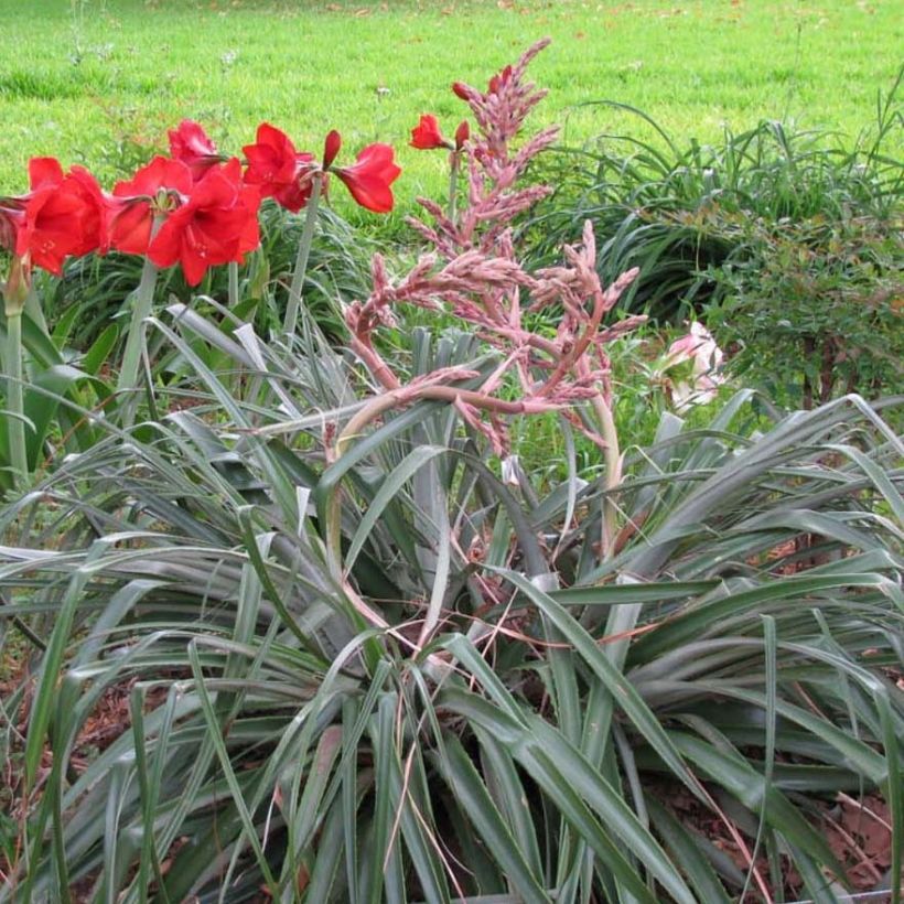 Puya assurgens (Kasvutapa)