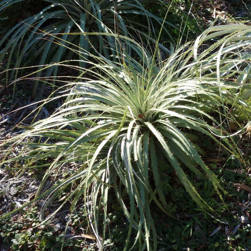 Puya berteroniana (Lehvistö)