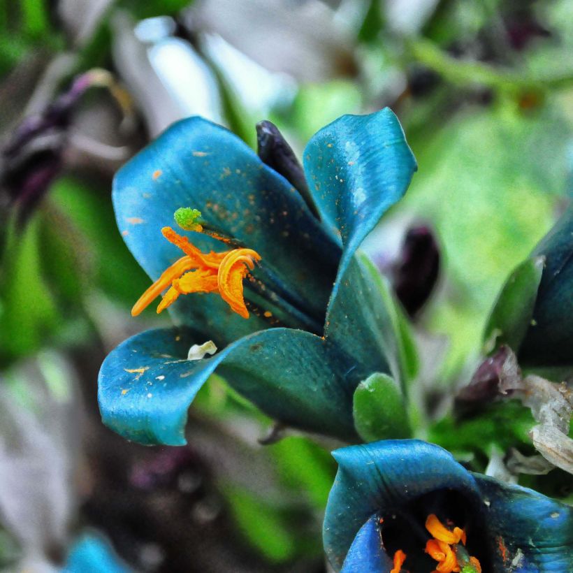 Puya berteroniana (Kukinta)