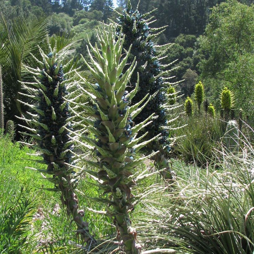 Puya berteroniana (Kasvutapa)
