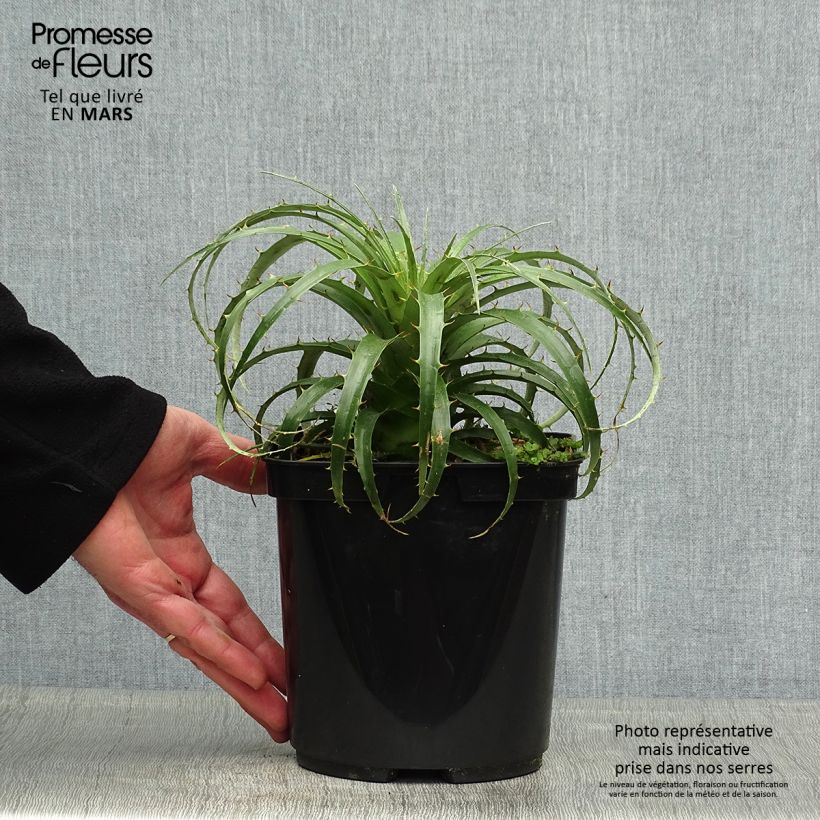 Esimerkki keväällä toimitetusta Puya berteroniana Pot de 2L/3L-taimesta