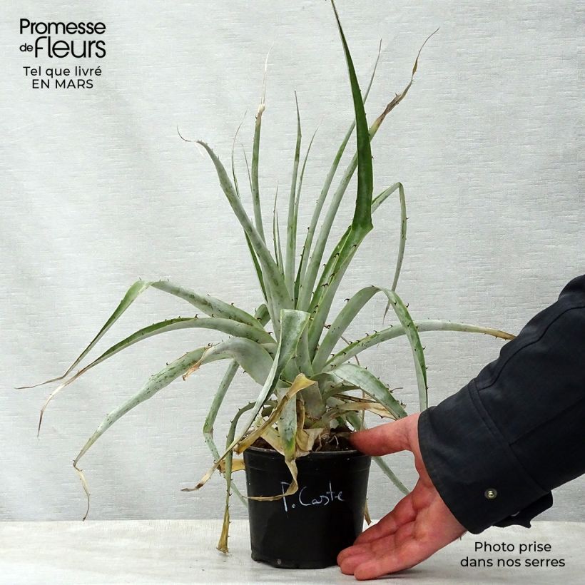 Esimerkki keväällä toimitetusta Puya castellanosii Pot de 12 cm / 13 cm-taimesta