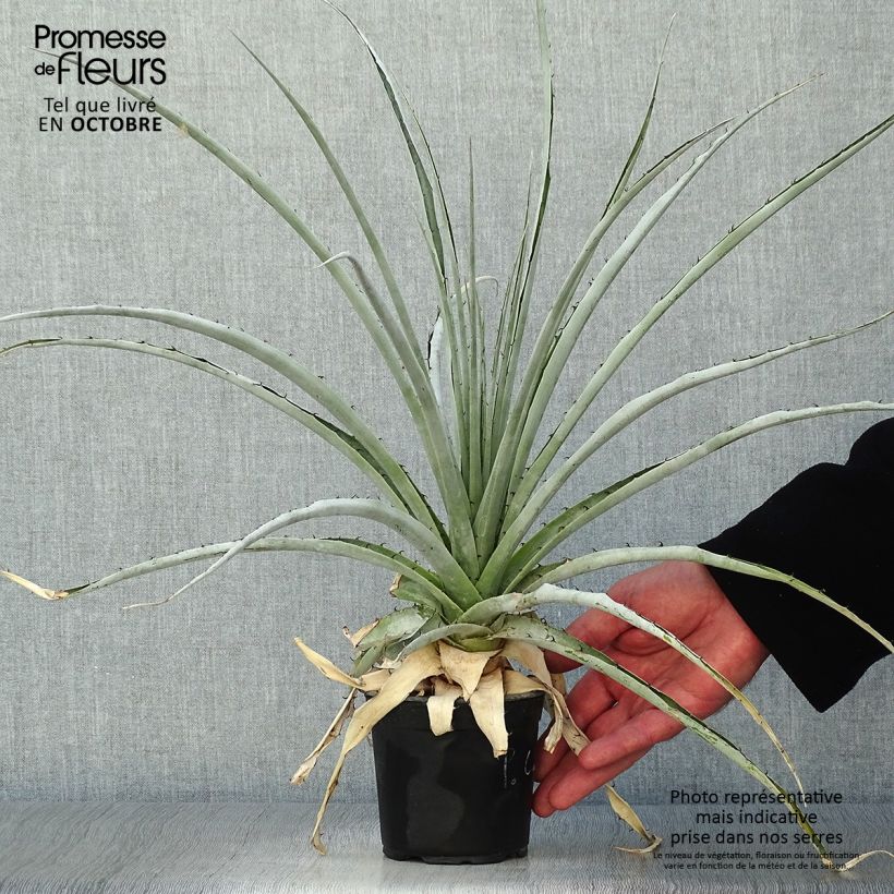 Esimerkki syksyllä toimitetusta Puya castellanosii 12 cm / 13 cm ruukku-taimesta
