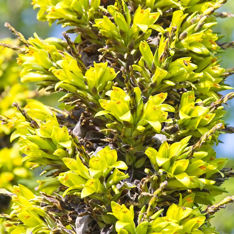 Puya chilensis (Kukinta)