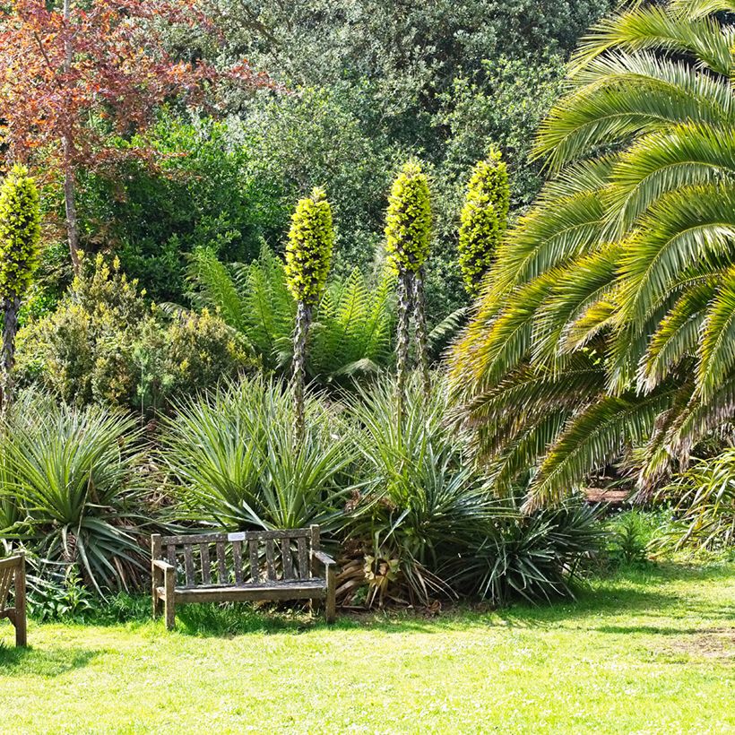 Puya chilensis (Kasvutapa)