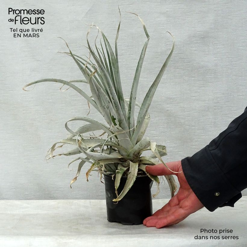 Esimerkki keväällä toimitetusta Puya harmsii Pot de 12 cm / 13 cm-taimesta