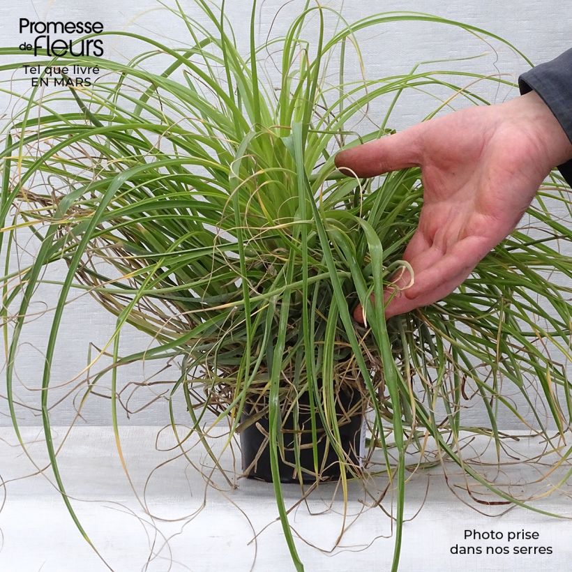 Esimerkki keväällä toimitetusta Puya mirabilis Pot de 12 cm / 13 cm-taimesta