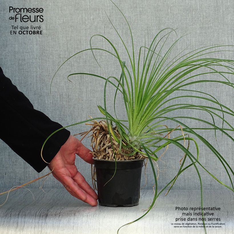 Esimerkki syksyllä toimitetusta Puya mirabilis 12 cm / 13 cm ruukku-taimesta