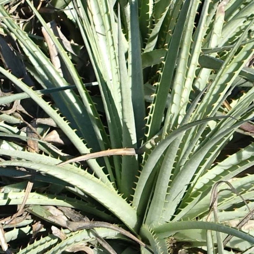 Puya venusta (Lehvistö)