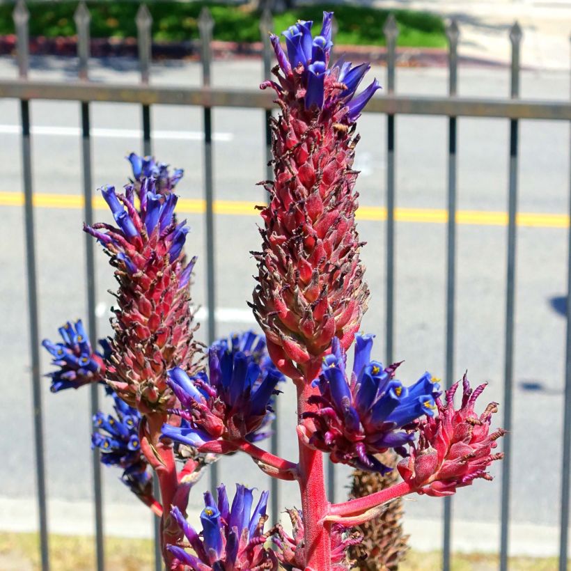 Puya venusta (Kukinta)
