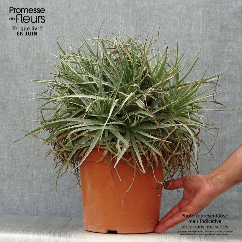 Esimerkki kesällä toimitetusta Puya venusta Pot de 7,5L/10L-taimesta