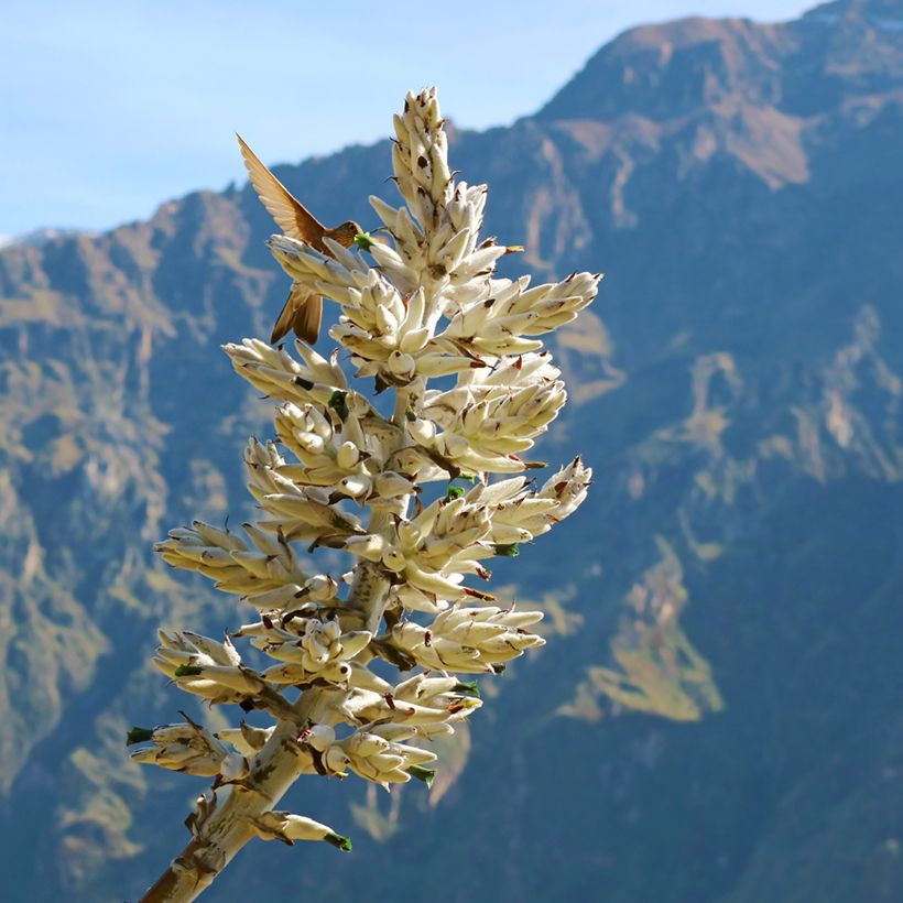 Puya weberbaueri (Kukinta)