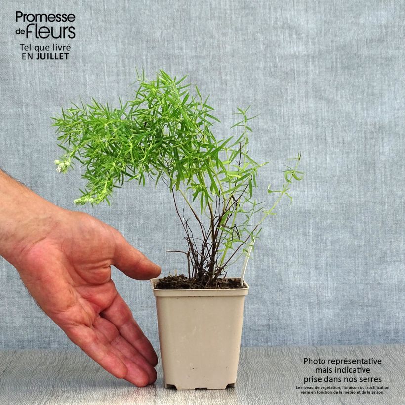 Esimerkki kesällä toimitetusta Pycnanthemum flexuosum Taimiruukku 8/9 cm-taimesta