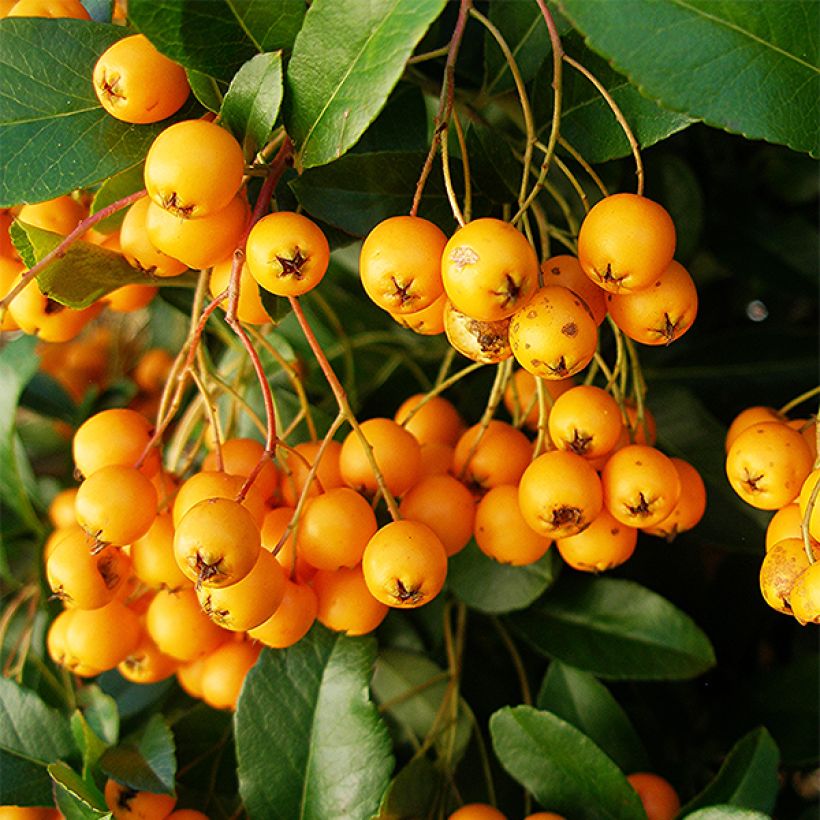 Välimerentulimarja Golden Charmer (Sadonkorjuu)