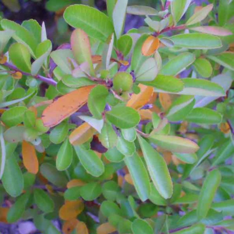 Välimerentulimarja Orange Glow (Lehvistö)