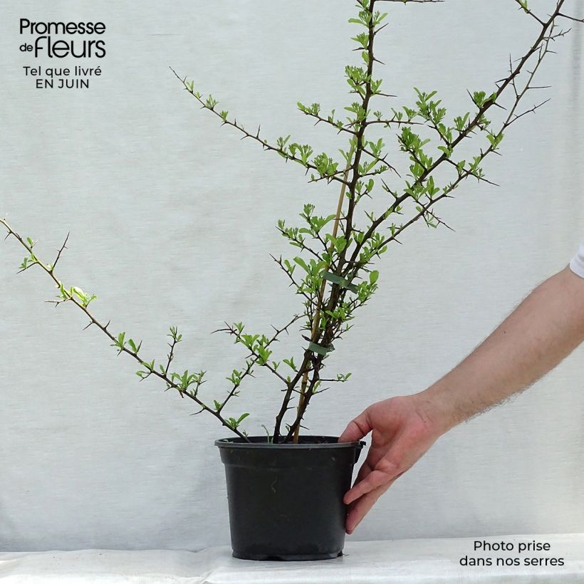 Esimerkki kesällä toimitetusta Välimerentulimarja Orange Glow Pot de 2L/3L-taimesta