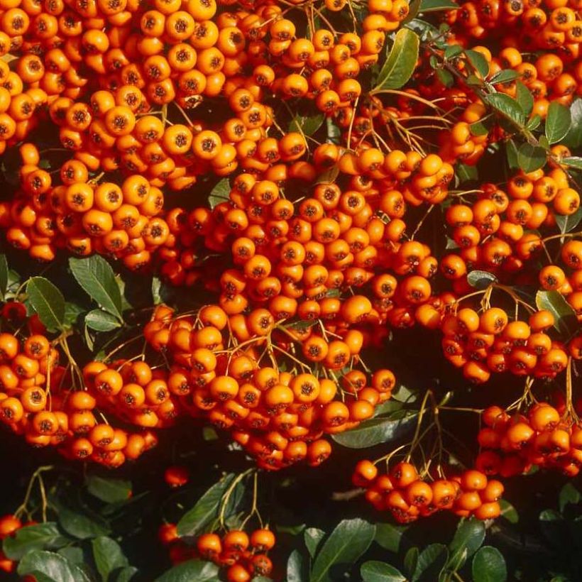 Välimerentulimarja SAPHYR Orange Cadange (Sadonkorjuu)