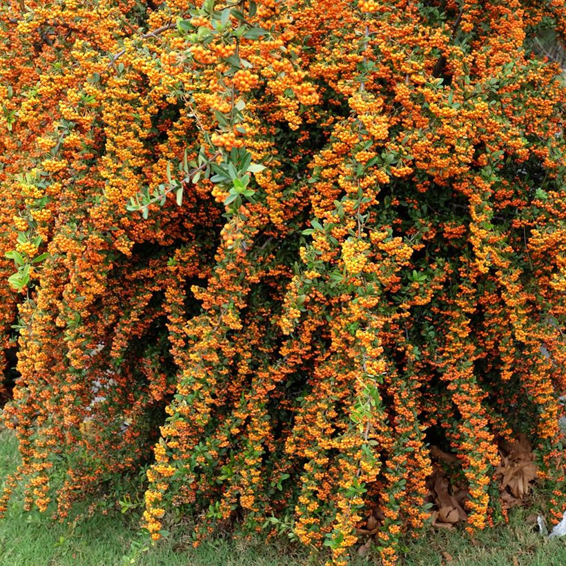 Välimerentulimarja SAPHYR Orange Cadange (Kasvutapa)