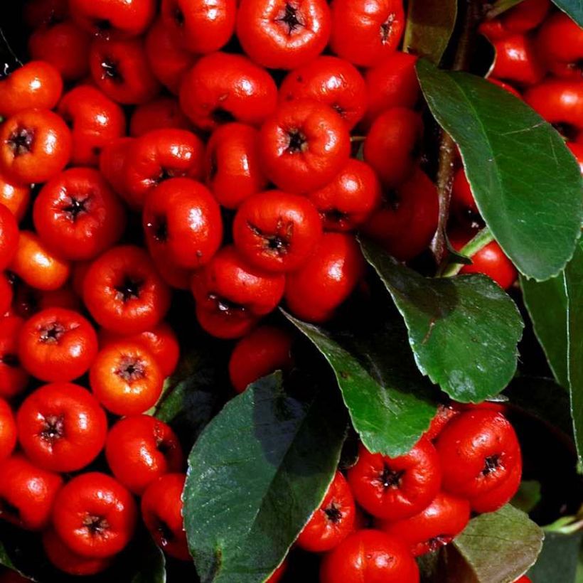 Välimerentulimarja SAPHYR Rouge Cadou (Lehvistö)