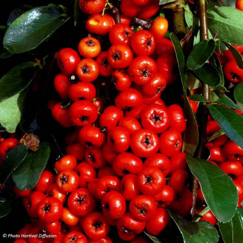 Välimerentulimarja SAPHYR Rouge Cadou (Sadonkorjuu)