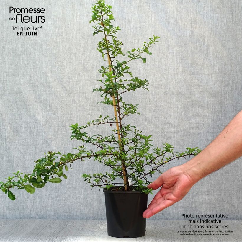Esimerkki kesällä toimitetusta Välimerentulimarja Teton Pot de 2L/3L-taimesta
