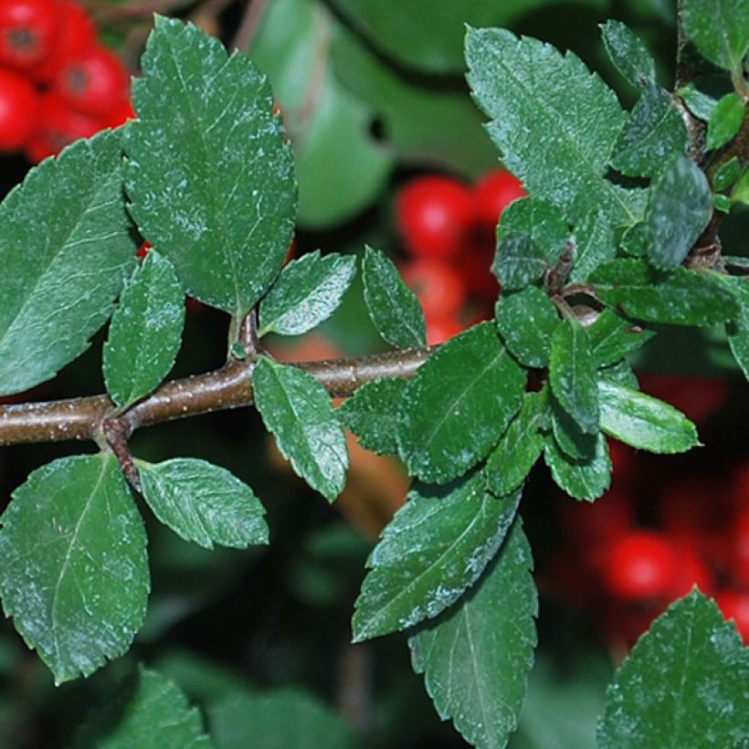 Välimerentulimarja Red Column (Lehvistö)
