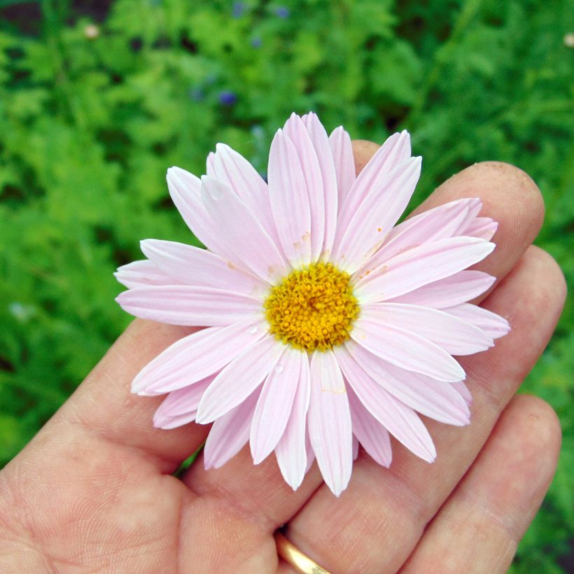 Punapietaryrtti Robinson Rose (Kukinta)