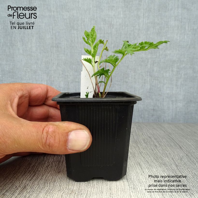 Esimerkki kesällä toimitetusta Punapietaryrtti Robinson's Red Godet de 8/9 cm-taimesta