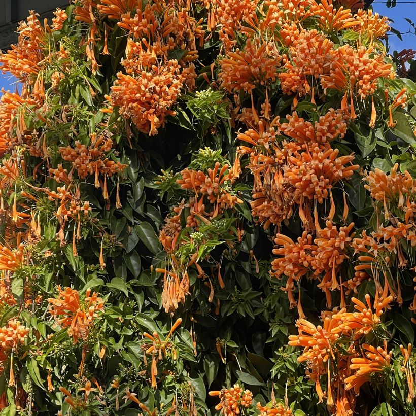 Tulitrumpetti - Pyrostegia venusta (Kasvutapa)