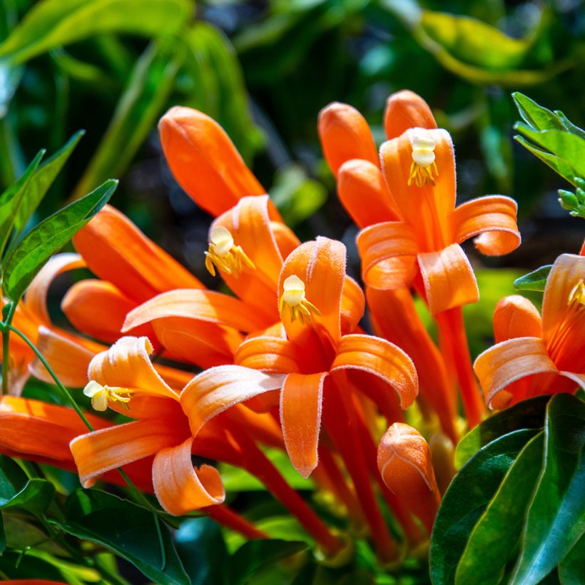 Tulitrumpetti - Pyrostegia venusta (Kukinta)