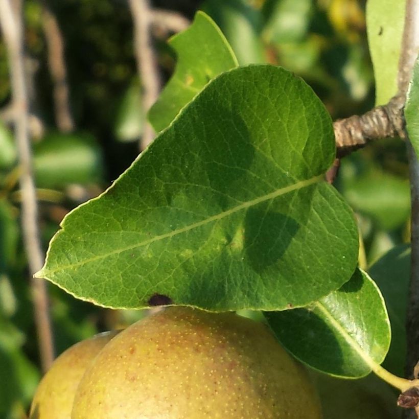 Villipäärynäpuu - Pyrus pyraster (Lehvistö)