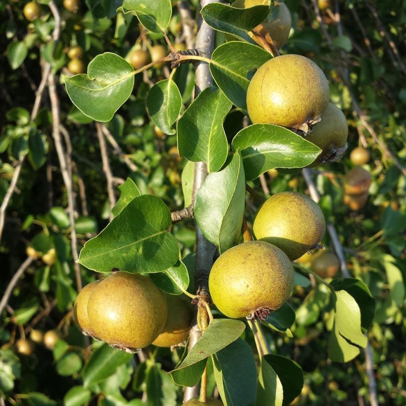 Villipäärynäpuu - Pyrus pyraster (Sadonkorjuu)