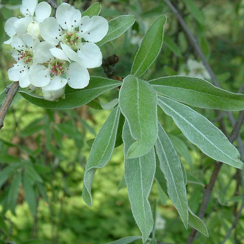 Hopeapäärynä Pendula (Lehvistö)