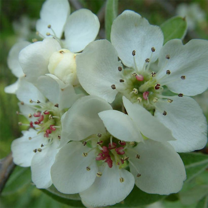 Hopeapäärynä Pendula (Kukinta)