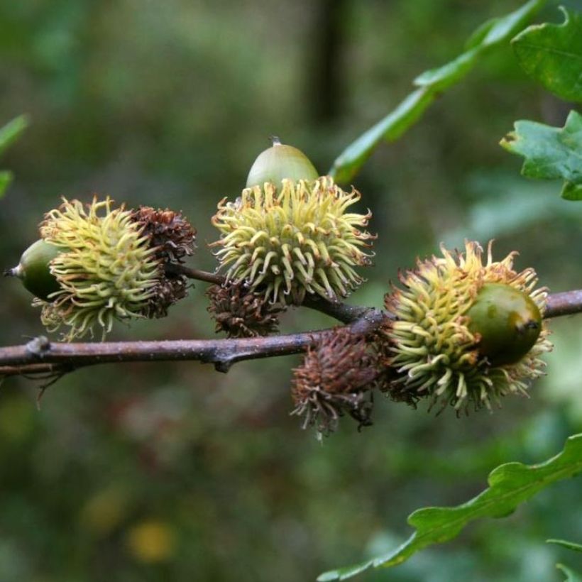 Turkintammi - Quercus cerris (Sadonkorjuu)