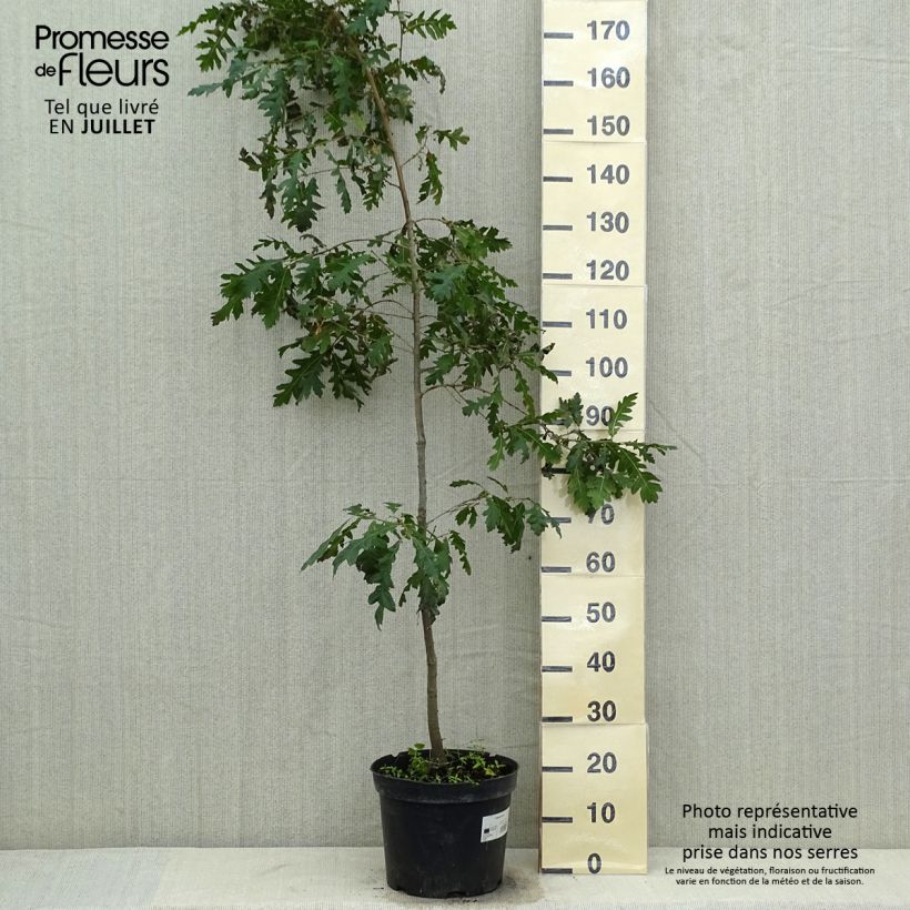 Esimerkki kesällä toimitetusta Turkintammi - Quercus cerris Pot de 7,5L/10L-taimesta