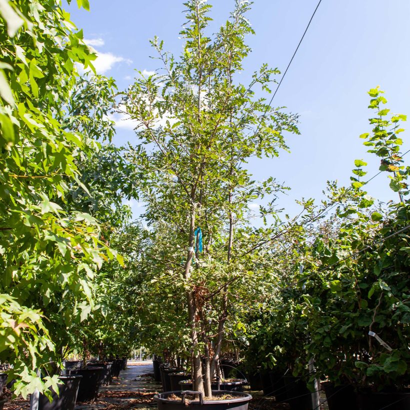 Esimerkki keväällä toimitetusta Turkintammi - Quercus cerris Pot de 80L/90L, Pienoinen-taimesta