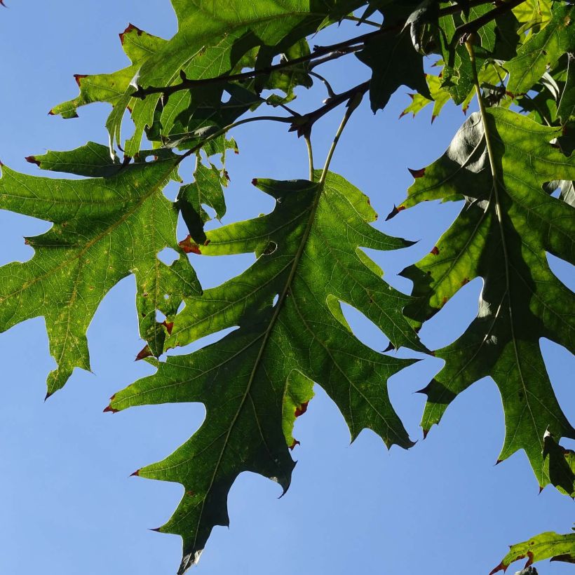 Tulitammi Splendens (Lehvistö)